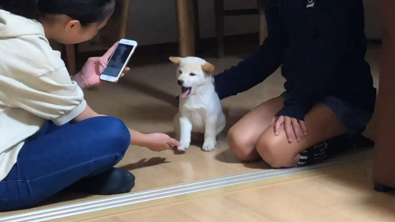 生後５０日過ぎの柴犬の子犬を家族に迎えるとこんな幸せになる動画【総集編1】