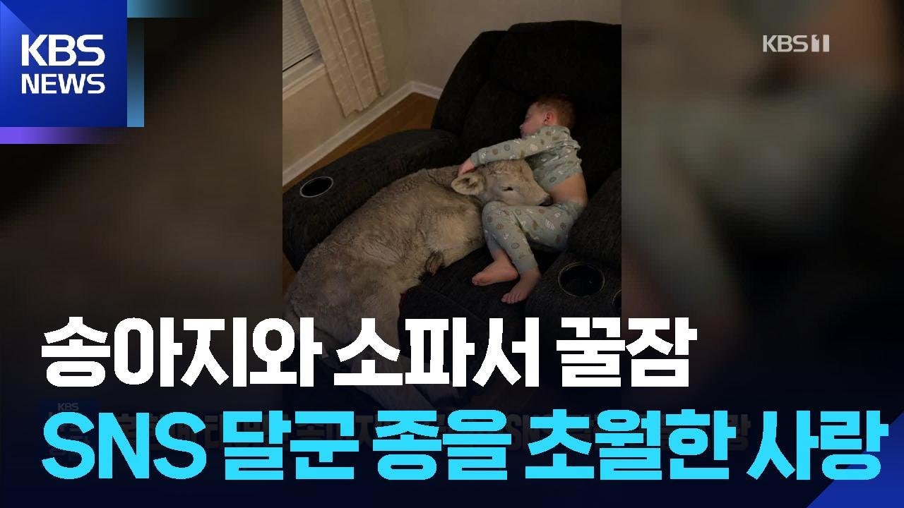 혹한에 태어난 송아지와 소파서 꿀잠&hellip;SNS 달군 종을 초월한 사랑 [잇슈 SNS] / KBS  2026.02.02.