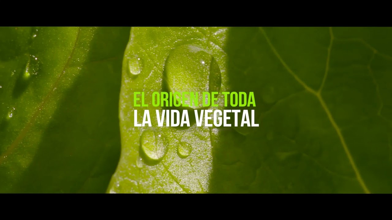 ¿Sabes qué son realmente las microalgas?