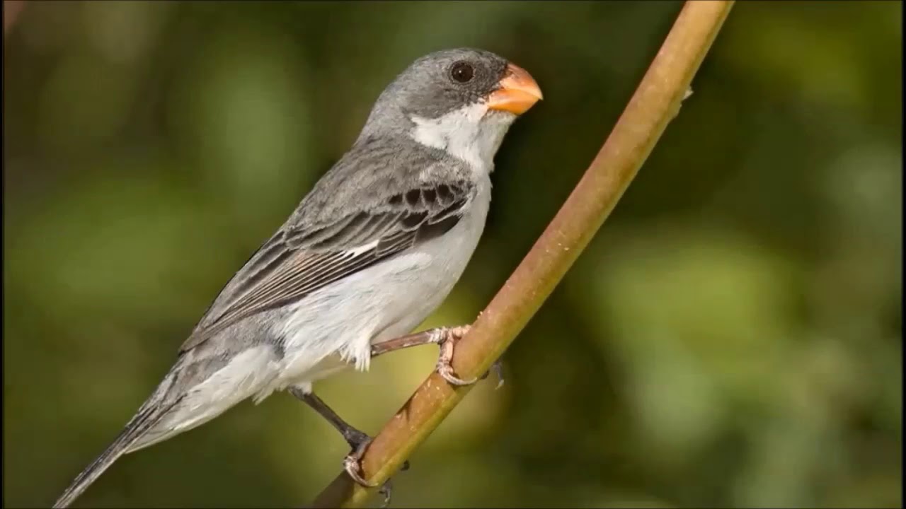 CANTO do P&Aacute;SSARO CHOR&Acirc;O ♫ (Sporophila leucoptera) White-bellied Seedeater