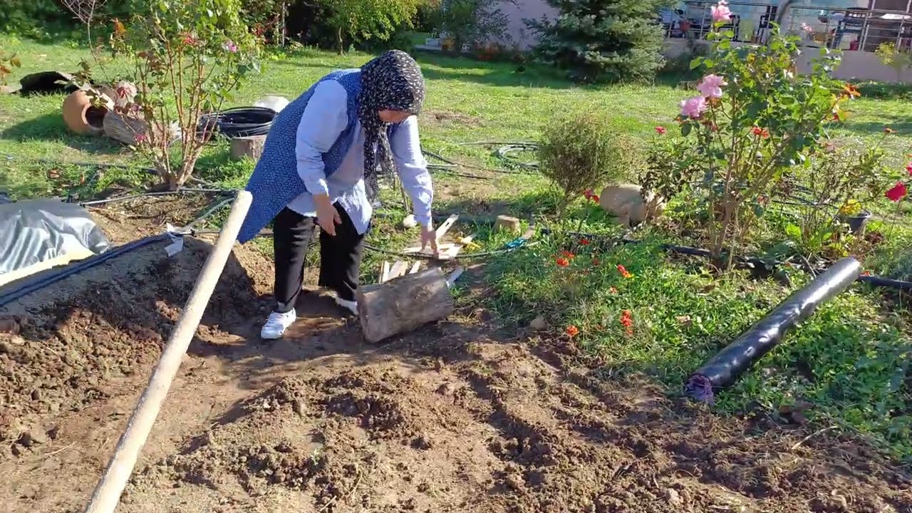 Çilek Yeri Nasıl Hazırlanır, Sonbahar Çilek Bakımı Nasıl Olmalı. Çilek ne zaman dikilir?