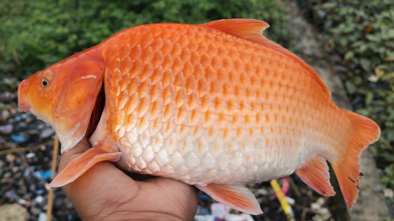 Diam Diam Saja Disini banyak ikan mas Mancing Liaran Lamongan!! #fishing 