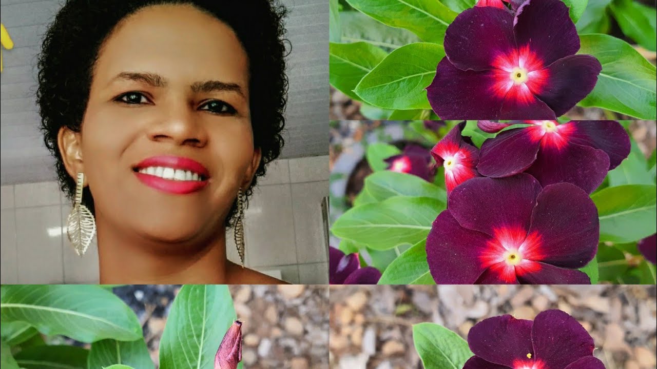 VINCA ROXA PLANTA LINDA, FÁCIL DE CULTIVAR E FLORÍFERA
