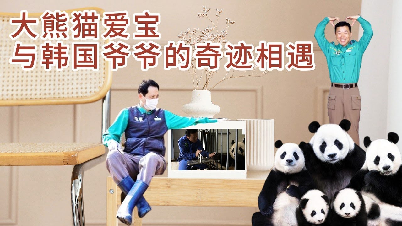 Miraculous story so healing and heartwarming between Giant Panda and zookeeper  大熊猫爱宝与韩国爷爷跨国奇迹相遇 #爱宝