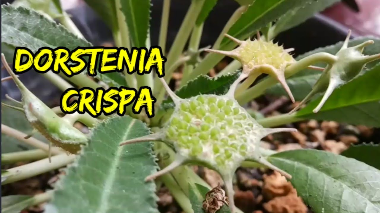 TANAMAN HIAS SUKULEN DORSTENIA CRISPA GETAHNYA BERACUN