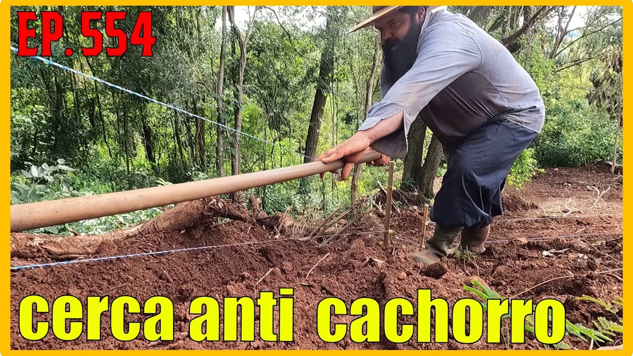 cerca anti cachorro // como estão os pé de fruta que mudei