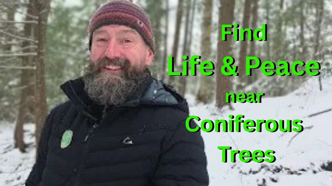 The One about Finding more Life and Shelter in Nature around Coniferous Forests