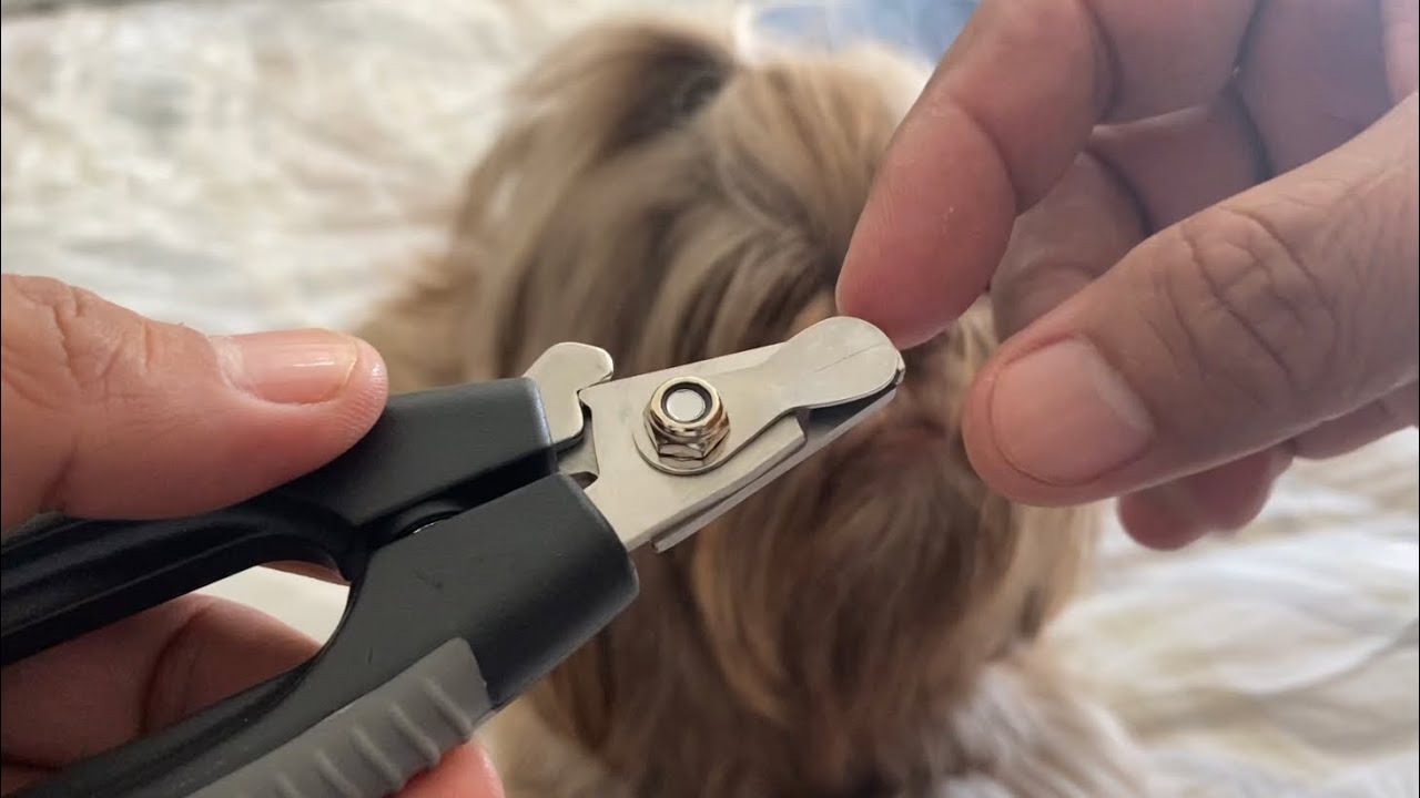 El MEJOR CORTAÚÑAS para tu PERRO