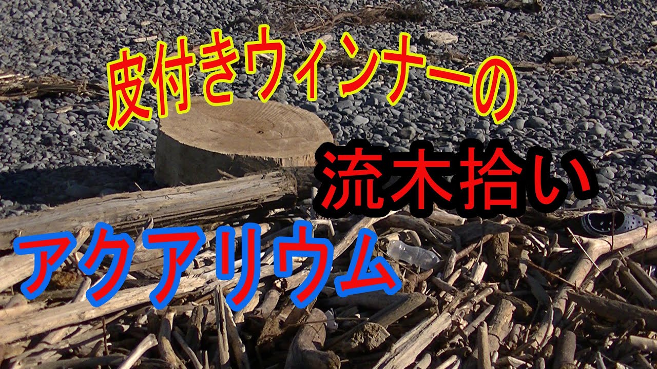 【アクアリウム】ゆず＆皮付きウィンナーの流木拾い　【テラリウム】