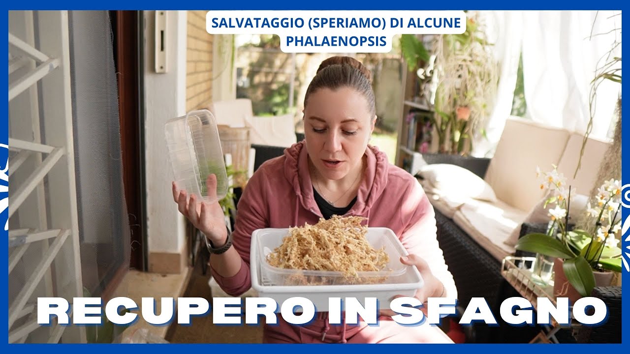 Recupero di un’orchidea in difficoltà! Riusciremo a salvare queste phalaenopsis?