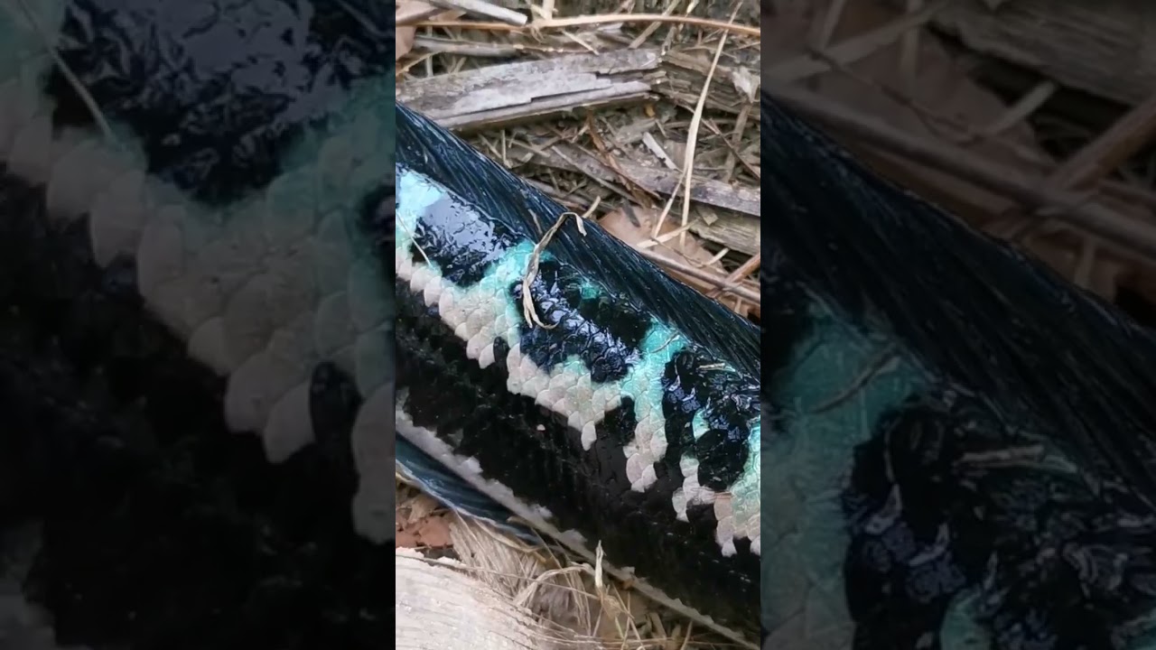 the beautiful colour Giant Snakehead fish