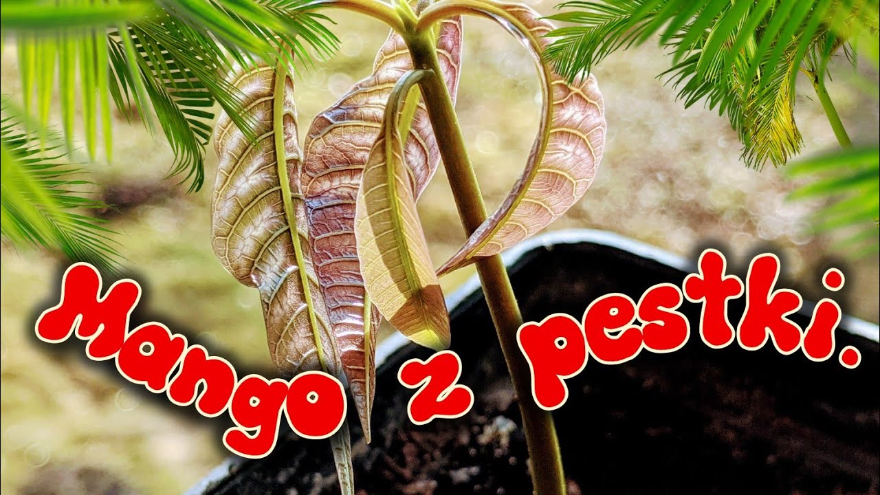 Uprawa mango z pestki krok po kroku. ✅ Jaka ziemia, temperatura, doniczka, stanowisko. ✔ Cz.Nr1 1330