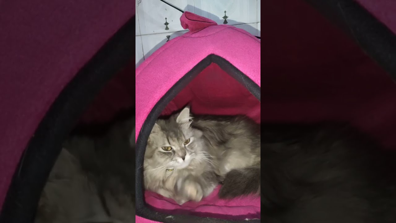 baffiee is live