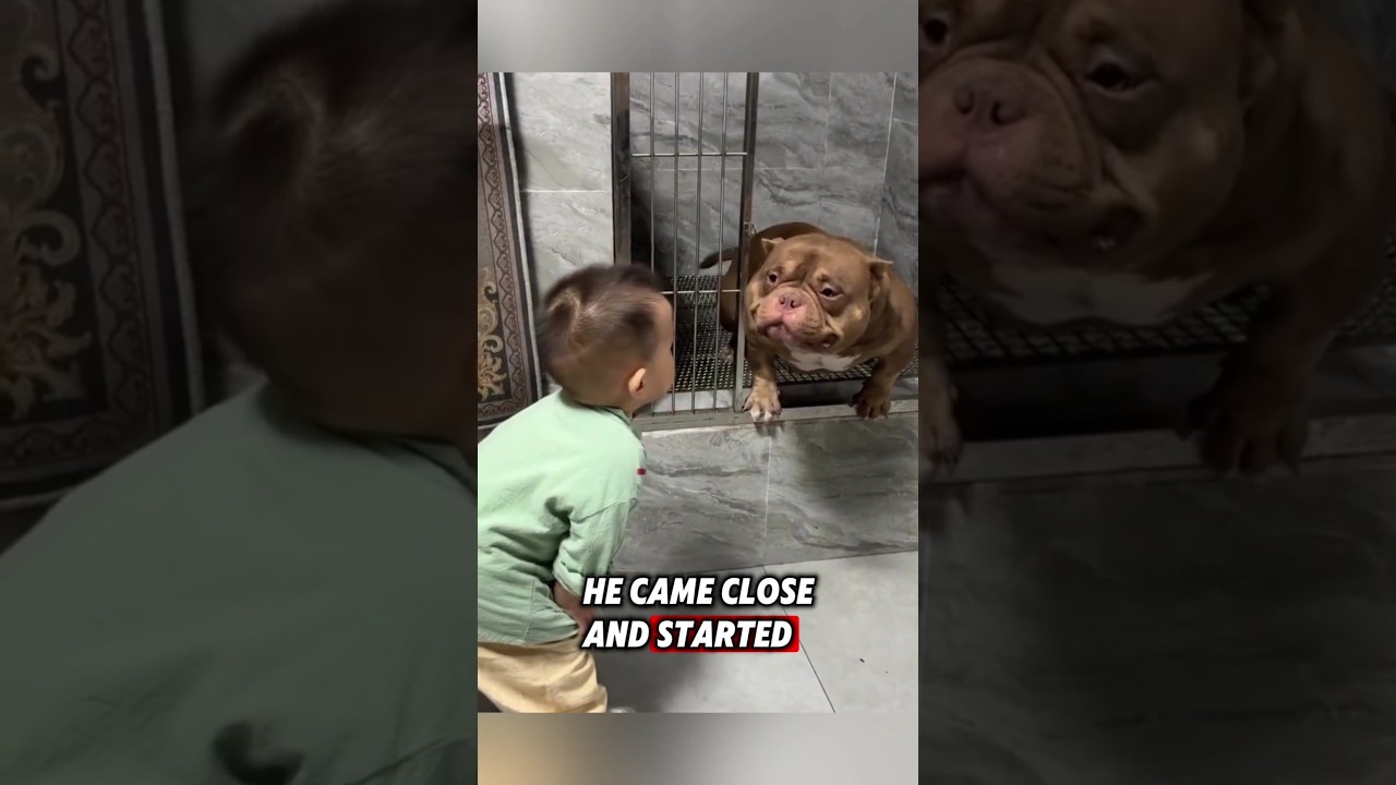 This little boy adopted a dog, and then this happened... #dog #animals