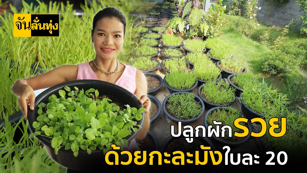 ปลูกผักรวย ด้วยกะละมังใบละ 20 l จัน ลั่นทุ่ง