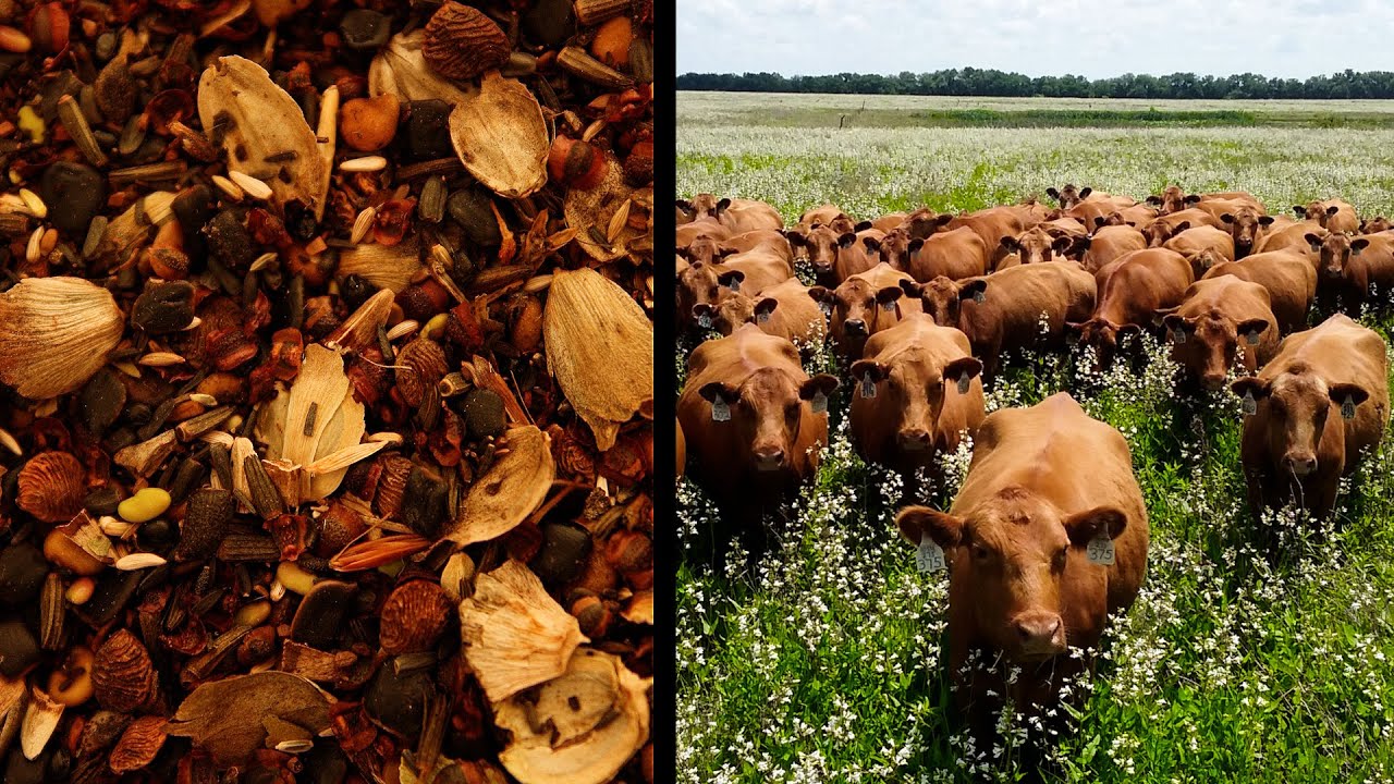 How to Design a Diverse Native Grassland Mix