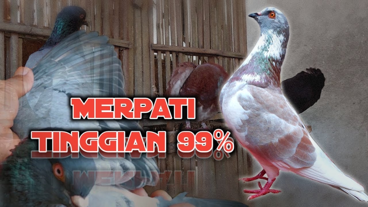 Cara ampuh memilih merpati tinggian