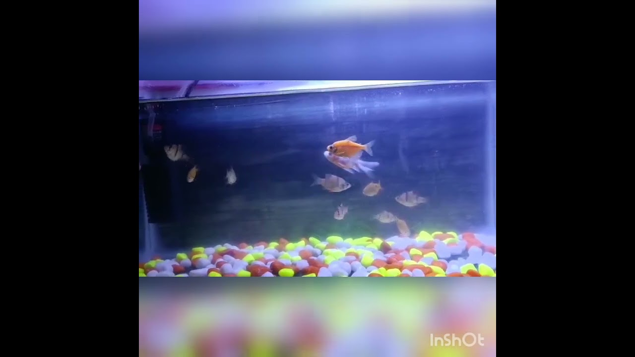 fish tank step 💚💚🐠🐠do subscribe for more video