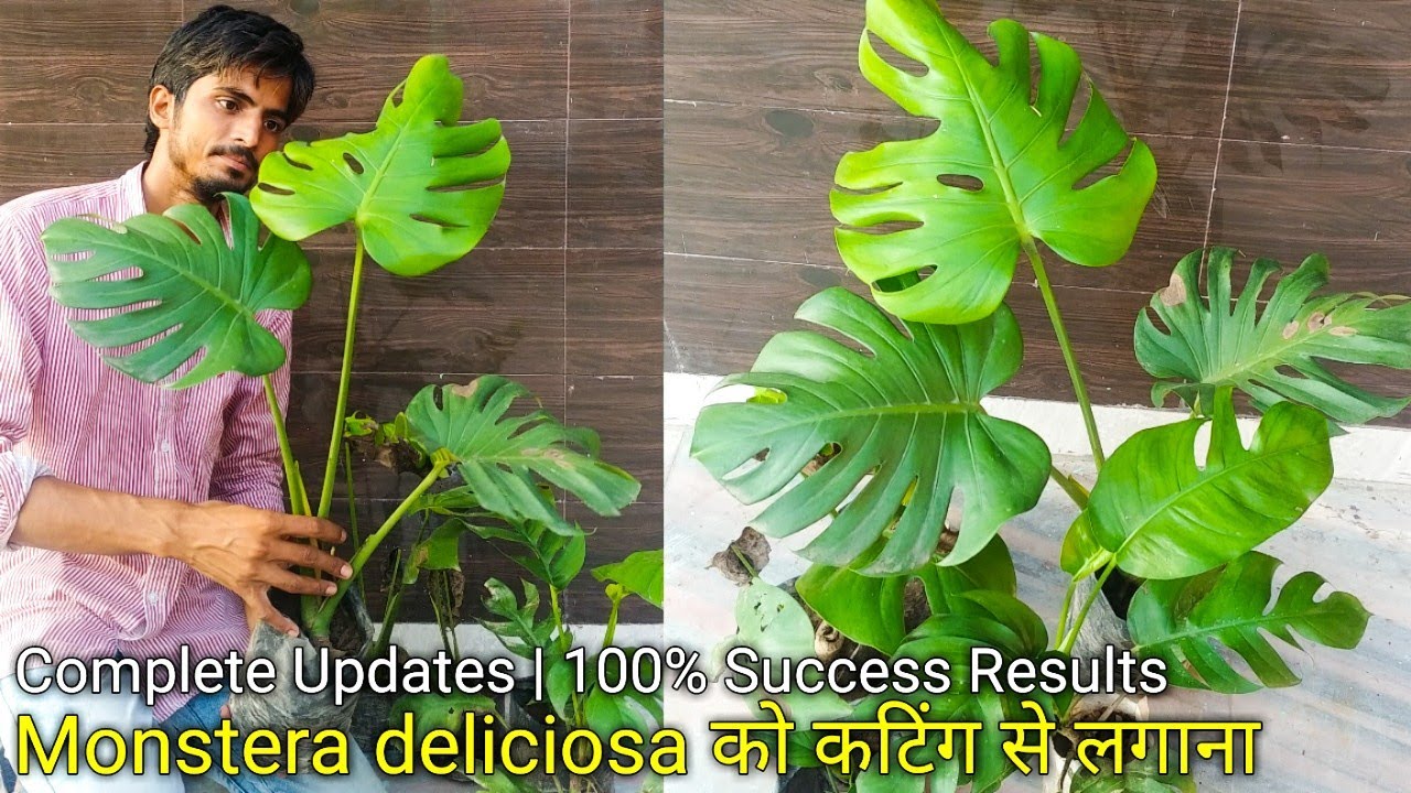Grow Monstera deliciosa plant from cutting & its care | Complete Updates