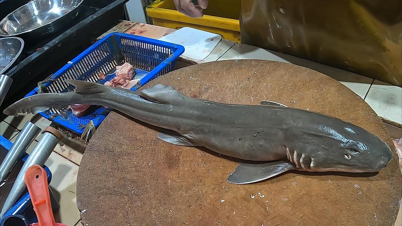 How to Clean & Skin a Grey Bamboo Shark | Full Prep Guide #fish #seafood #asmr #fishcutting