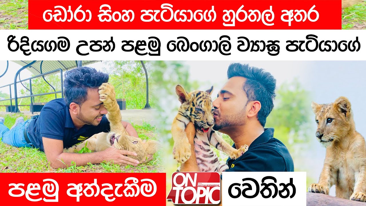 Dora ගෙන් පස්සේ රිදියගම උපන් පළමු බෙංගාලි ව්‍යාඝ්‍ර පැටියා | On Topic with Hasitha Wijewardena