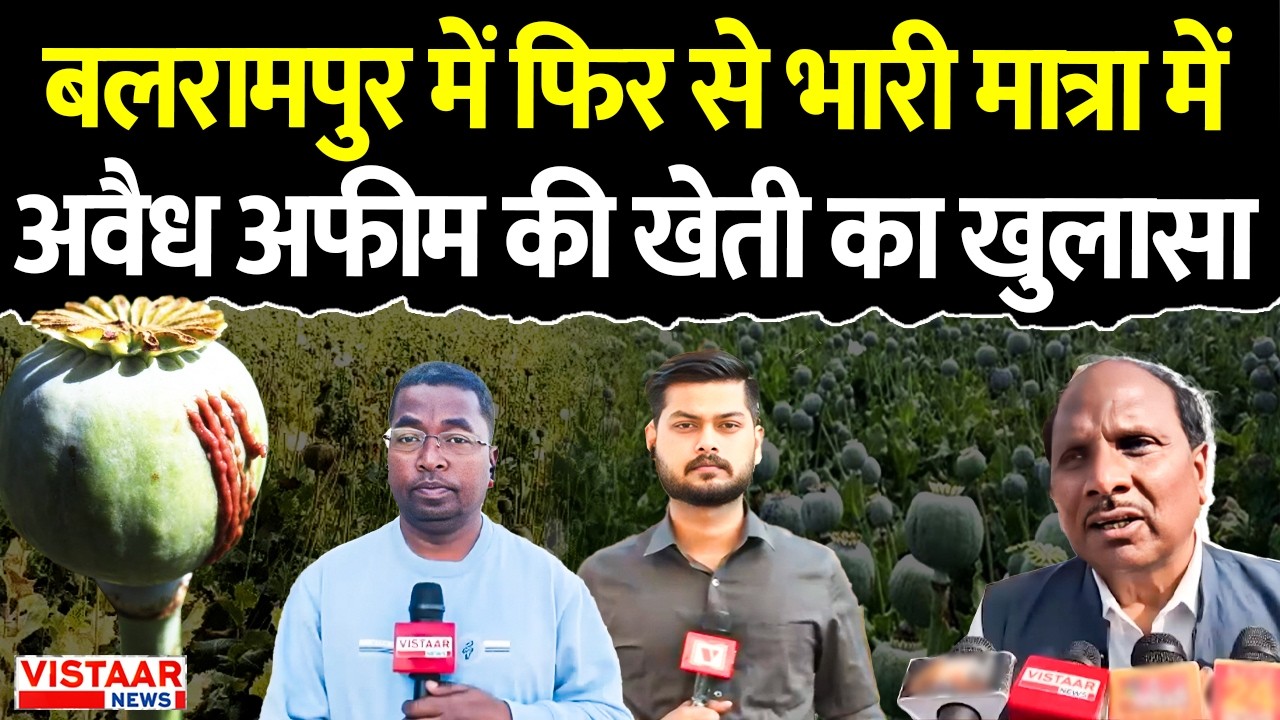Chhattisgarh Opium Farming: Balrampurमें फिर से भारी मात्रा में अवैध अफीम की खेती का खुलासा