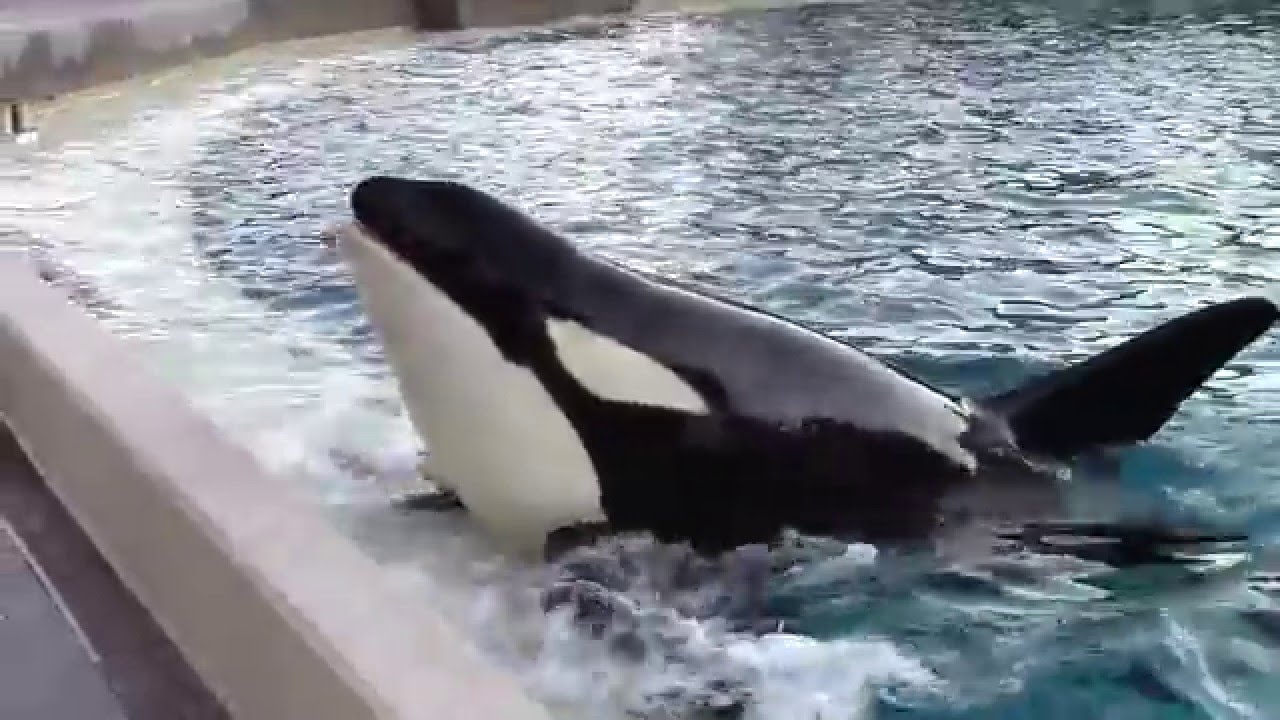 Kasatka Family Feeding and Training Session (12/16/15)