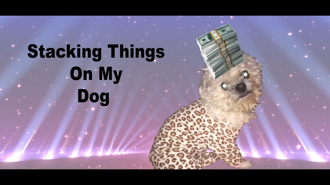 Stacking Things on My Dog