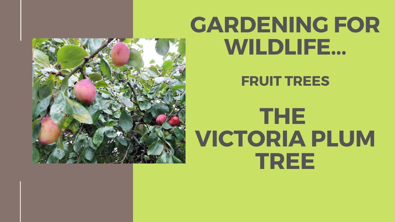 Gardening for wildlife...Fruit trees, The Victoria plum tree.