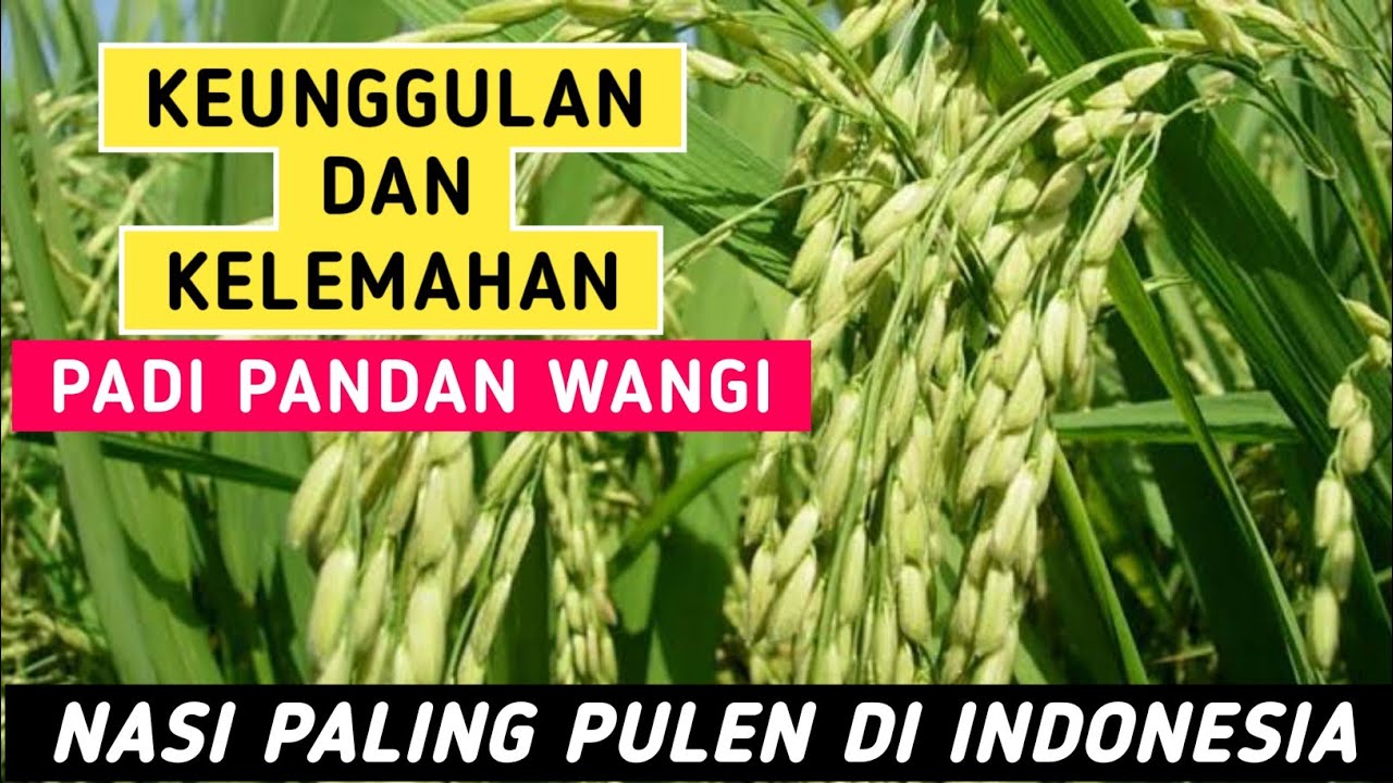 REVIEW PADI PANDAN WANGI PADI PALING PULEN DI INDONESIA, Keunggulan Padi Pandan Wangi