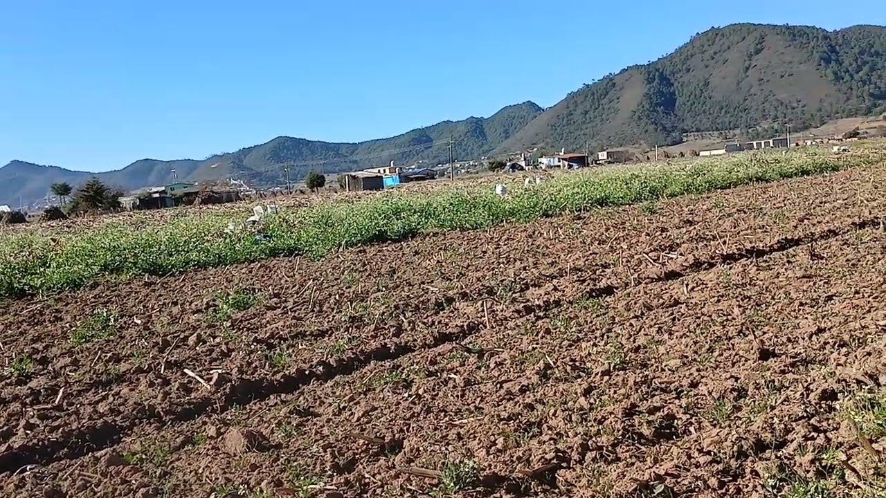 La cosecha