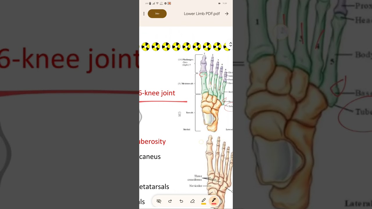Lower limb 