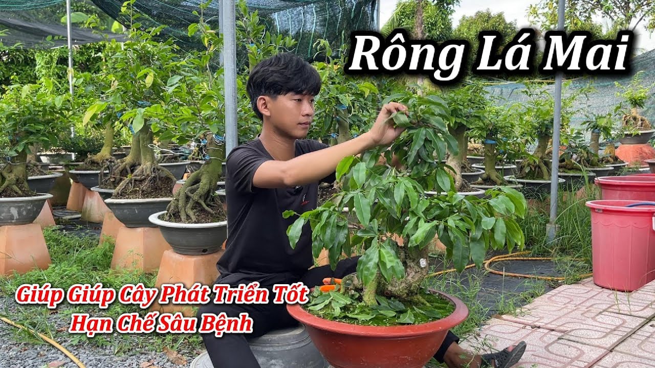 Rông Lá Mai Giúp Cây Phát Triển Tốt, Hạn Chế Sâu Bệnh - Mai Vàng Duy Hiếu