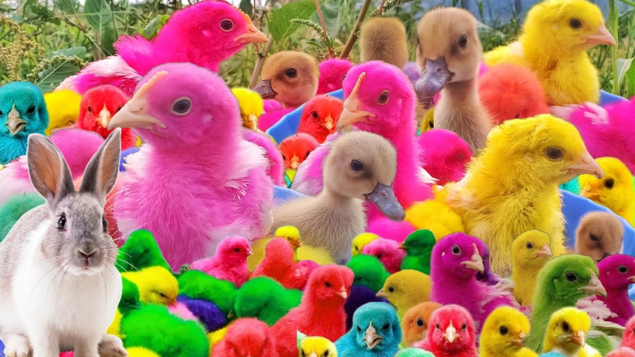 Tangkap Ayam Lucu,Ayam Rainbow Gokil,Ayam Warna Warni, Bebek Angsa,Kelinci,Ikan Lele,Sapi,KucingLucu