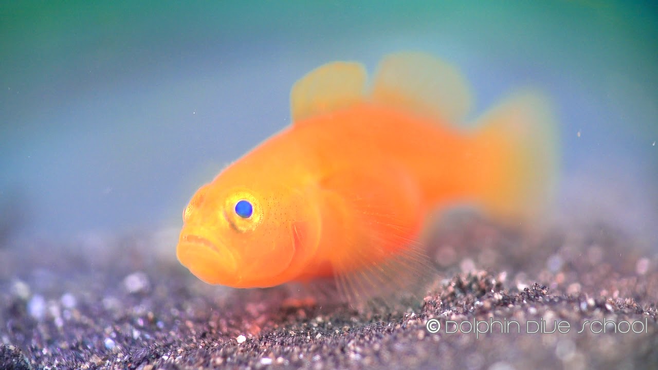 Macro diving lombok