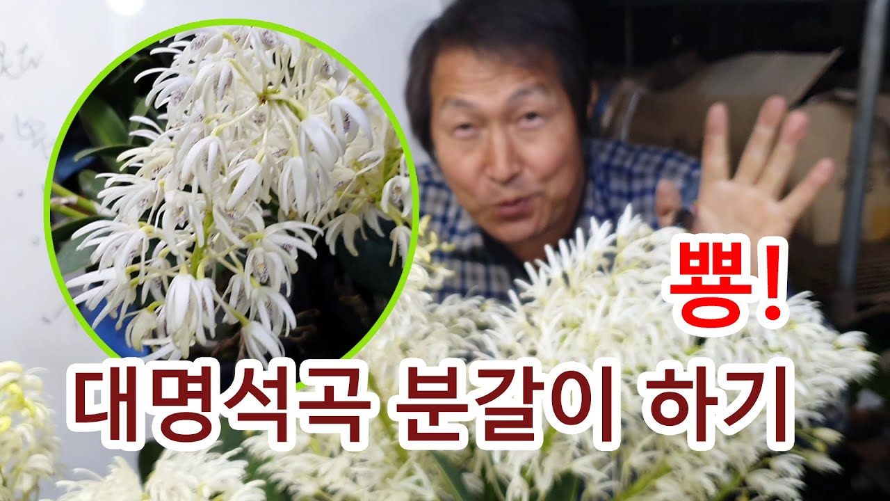 난향천리 대명석곡 분갈이 하기 (긴기아남 언박싱)