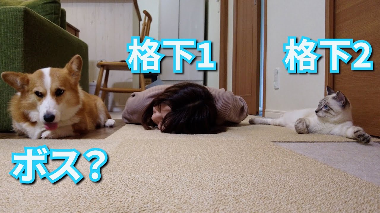 【犬社会】我が家の上下関係【コーギー犬】