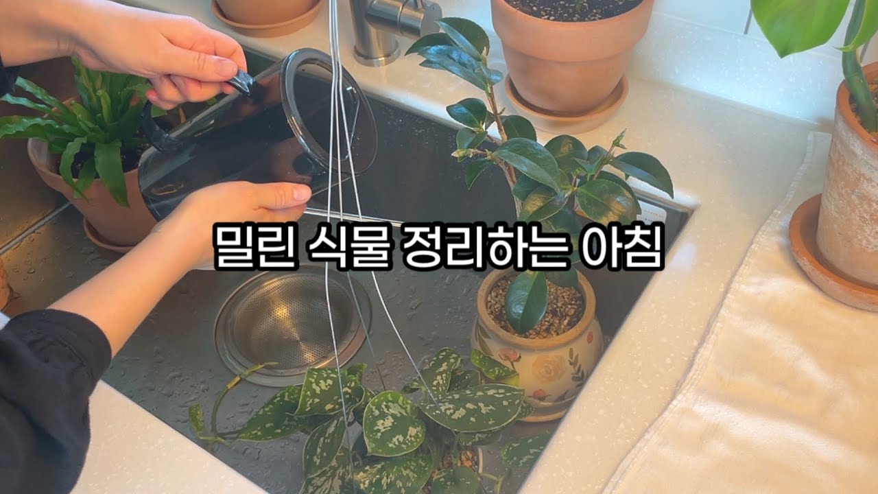 아침 루틴 | 나에게 집중하는 식물 물주기