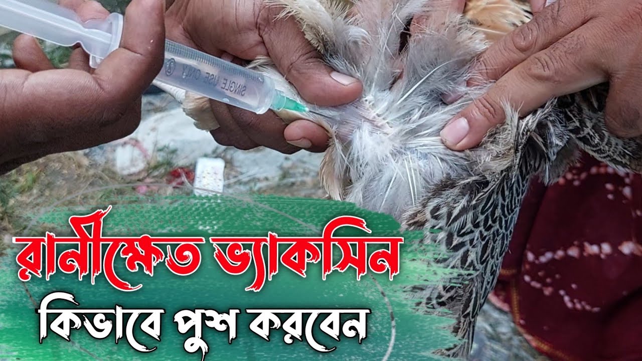 রানীক্ষেত এর RDV ভ্যাকসিন কিভাবে রানের মাংসে পুশ করবেন || হাতে কলমে শিখে নিন || Youth Agro