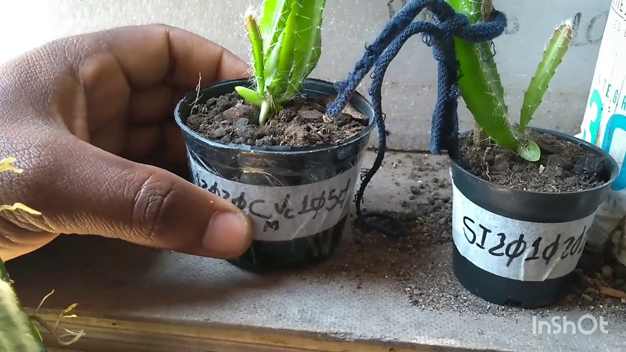 Enxerto de mudas de PITAYAS de sementes!!!