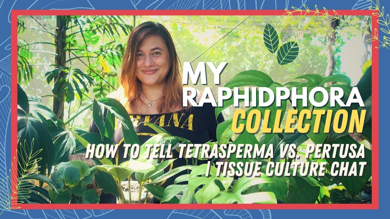 MY ENTIRE RHAPHIDOPHORA COLLECTION | 14 Different Kinds + Tetrasperma vs Pertusa + TC Chat