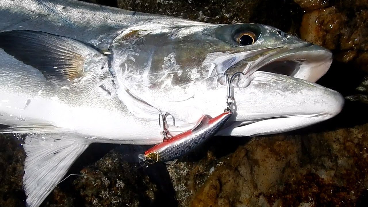 The new Rough Trail Blazin 110 and our Greek Ambassador Markos Vidalis landing a huge leerfish!