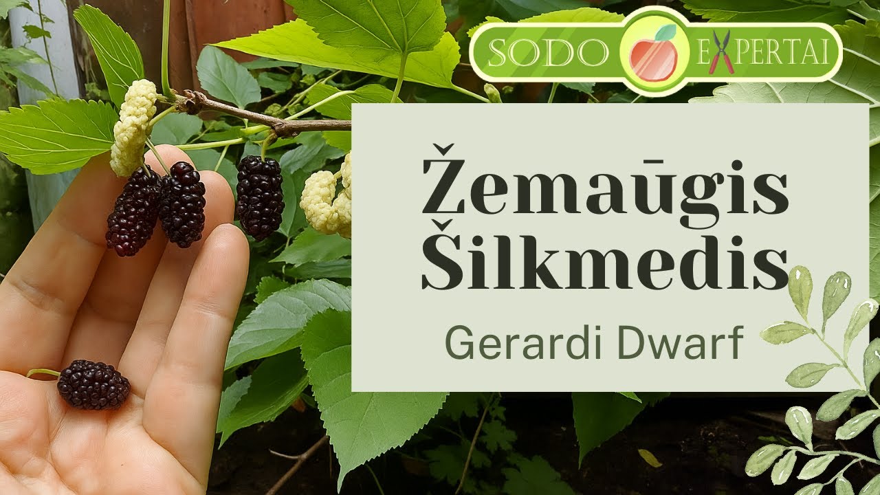 Žemaūgis šilkmedis Gerardi Dwarf