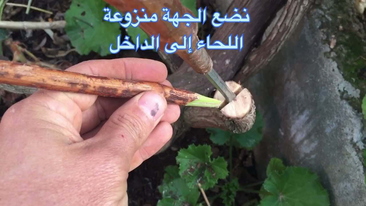 تطعيم العنب بالقلم (التطعيم بالشق)واستعمال الطين في التطعيم/How to graft grape trees with mud