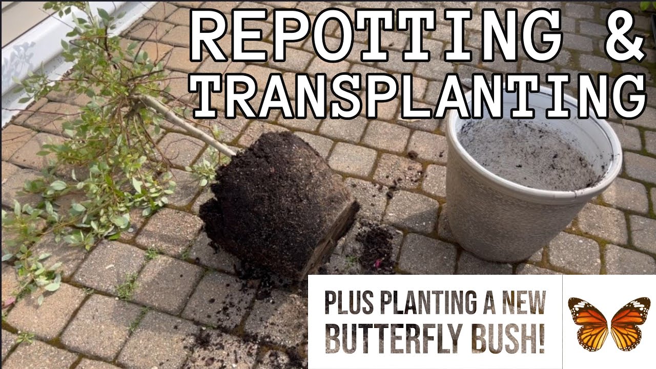 Repotting & Transplanting Bonanza | Weeping Pussy Willow, Blueberry Bush, and Butterfly bush