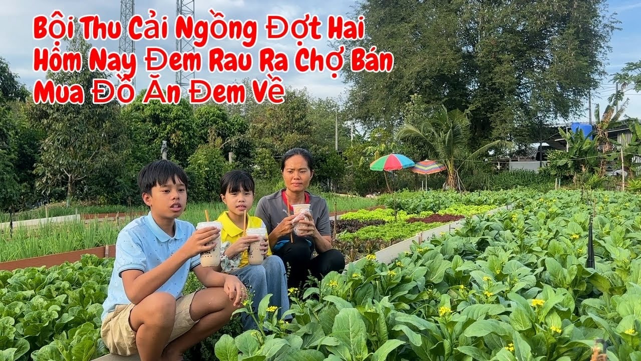 #553 Bội Thu Cải Ngồng Đợt Hai, Hôm Nay Đem Rau Ra Chợ Bán, Mua Đồ Ăn Đem Về 