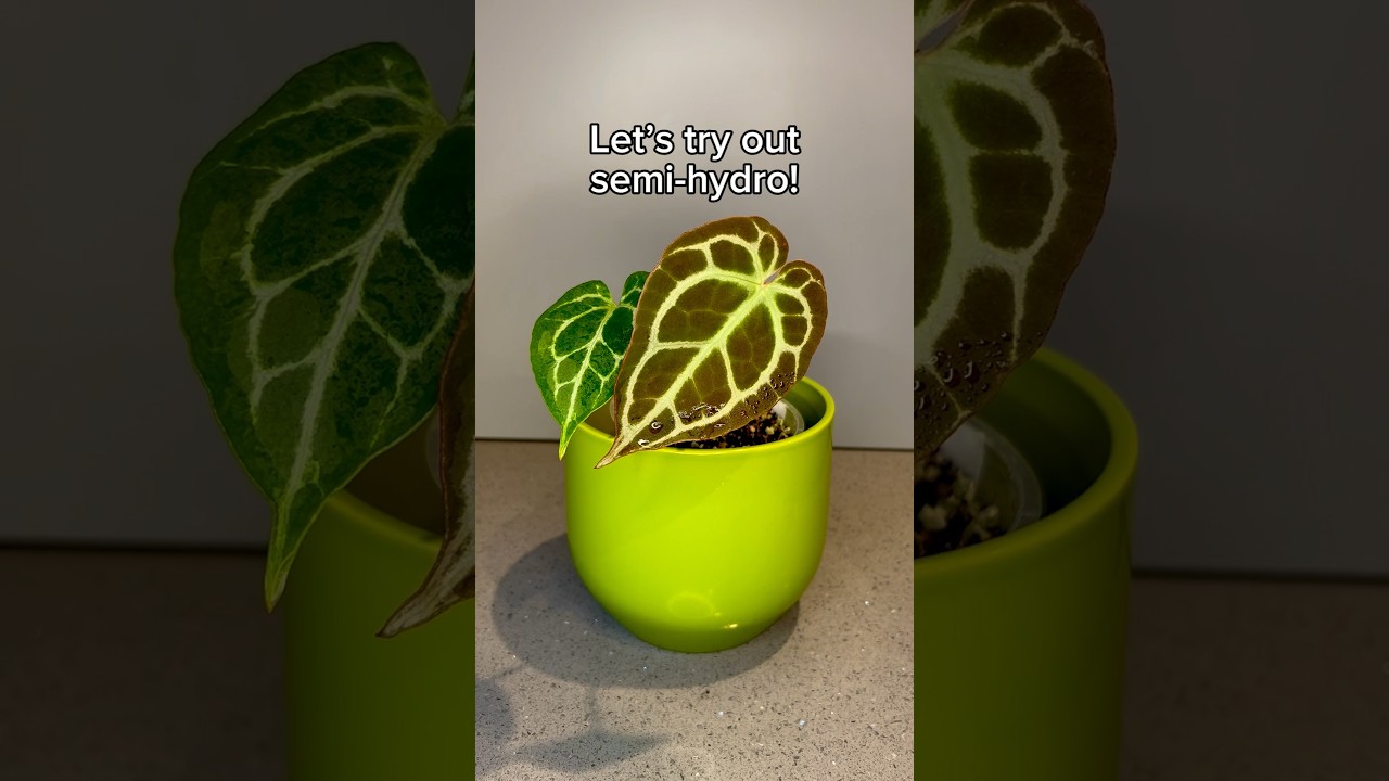Let&rsquo;s try out semi-hydro! #semihydro  #anthurium #aroidaddicts #plantcare