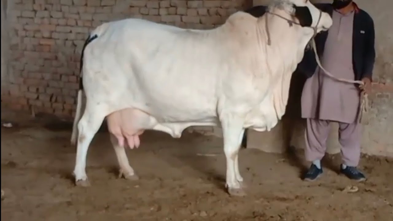 Fresh Stock Sahiwal Cholistani Cows for sale in pakistan best Quailty for breding