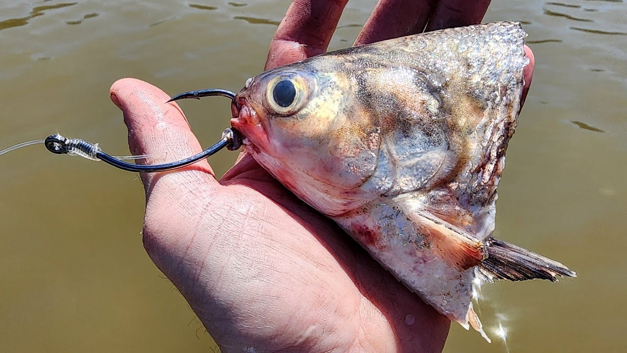 I Never Expected a TOURNAMENT LIKE THIS!! (Coosa River Catfish Tournament)