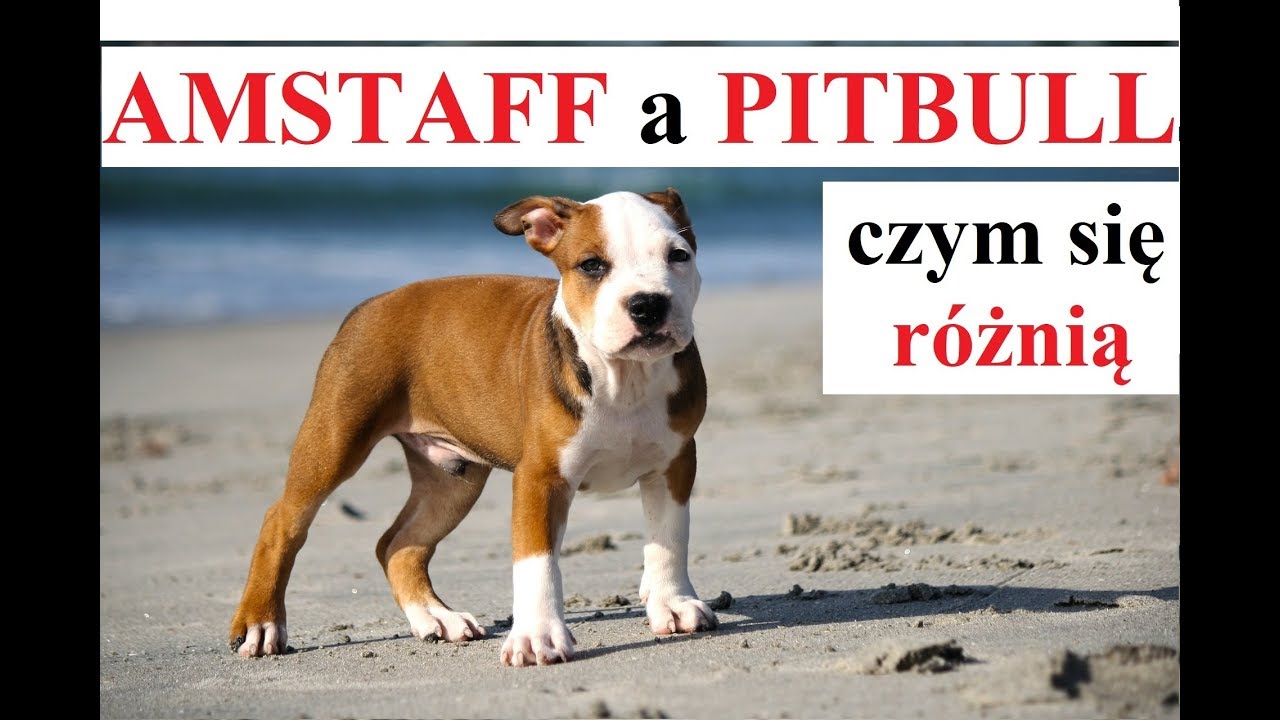 AMSTAFF a PITBULL - czym się R&Oacute;ŻNIĄ
